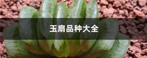 玉扇品种大全