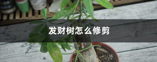 发财树怎么修剪