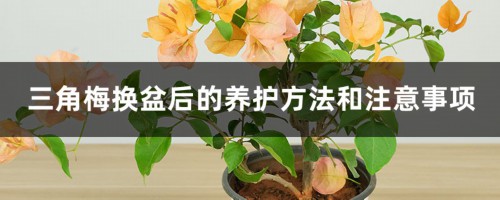 三角梅换盆后的养护方法和注意事项，换盆后掉叶子怎么办