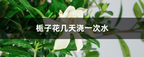 栀子花几天浇一次水