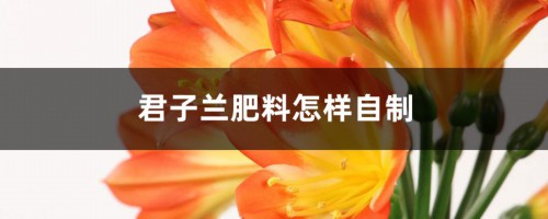 君子兰肥料怎样自制