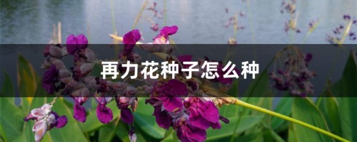 再力花种子怎么种