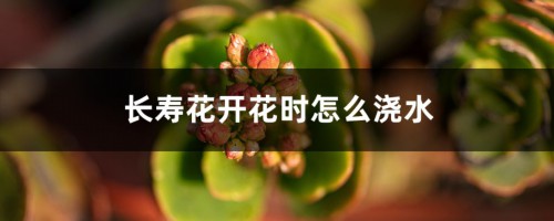 长寿花开花时怎么浇水