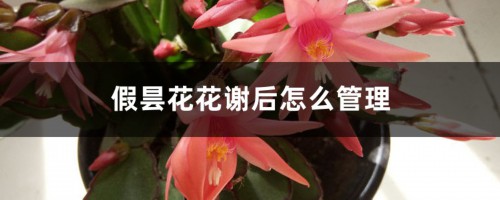 假昙花花谢后怎么管理