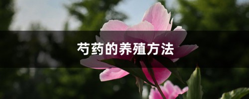 芍药的养殖方法