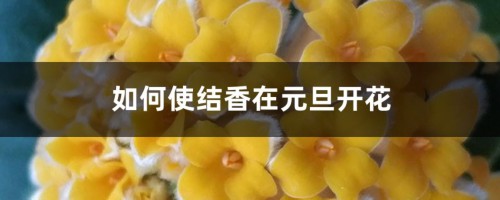 如何使结香在元旦开花