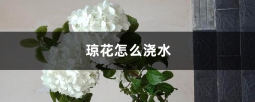 琼花怎么浇水