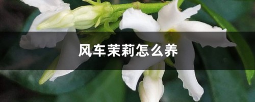 风车茉莉怎么养