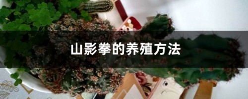 山影拳的养殖方法