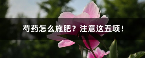 芍药怎么施肥？注意这五项！