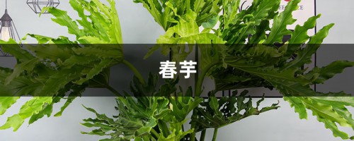 春芋的繁殖及病虫害防治大全，1盆变10盆！