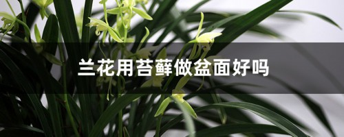 兰花用苔藓做盆面好吗