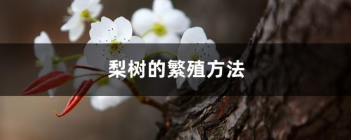 梨树的繁殖方法