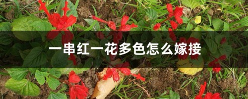 一串红一花多色怎么嫁接