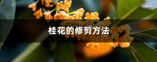 桂花的修剪方法