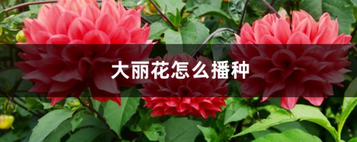 大丽花怎么播种