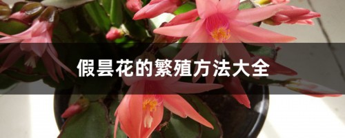 假昙花的繁殖方法大全