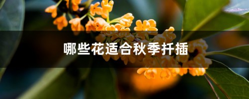 哪些花适合秋季扦插