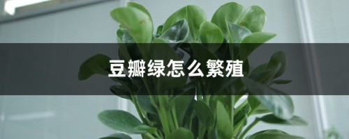 豆瓣绿怎么繁殖