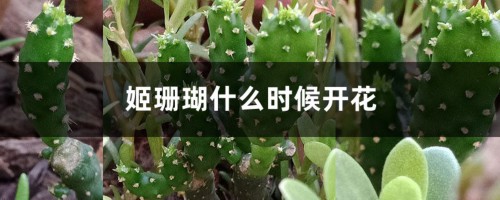 姬珊瑚什么时候开花